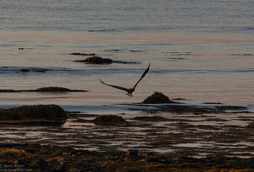 The Island of the Midnight Sun. Photographer Benny Høynes
