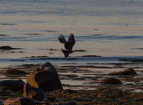 Sea eagle! The Island of the Midnight Sun. Photographer Benny Høynes