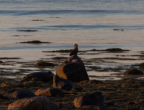 The Island of the Midnight Sun. Photographer Benny Høynes