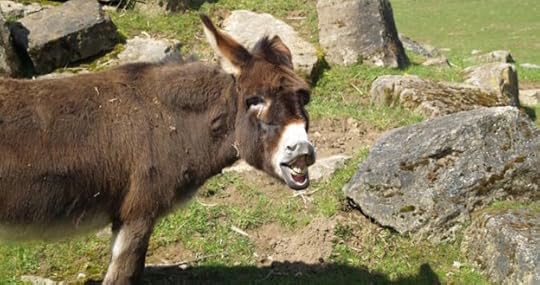 office donkey