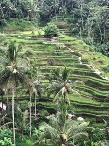 Shelina snaps Cegakin Rice Terraces