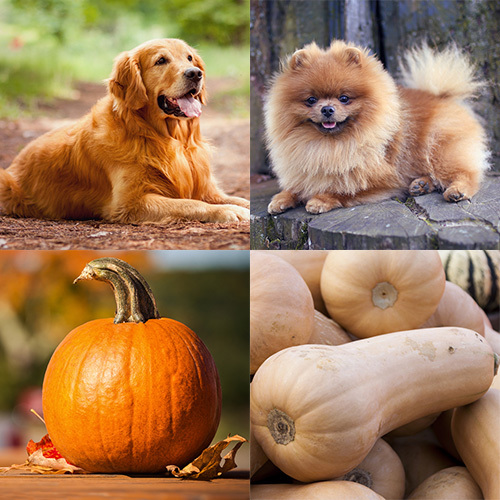 pumpkin pie comparison