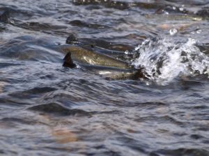 Salmon fighting upstream