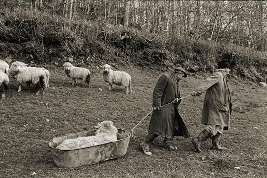 Moving the Sheep by James Ravilious