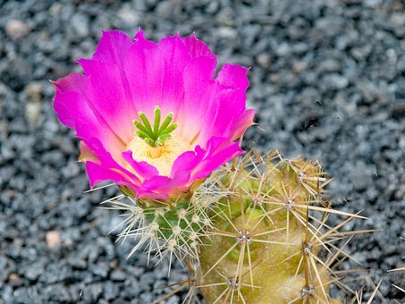 jardin-de-cactus-2442793__340.jpg
