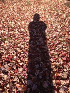 Fall Leaves 2014