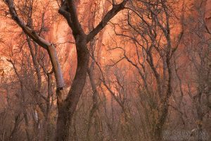 Dancing Trees