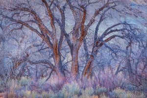 Winter Fairyland