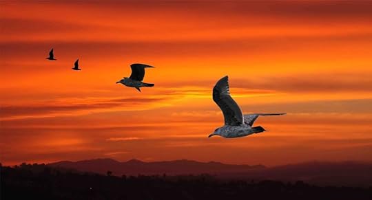 Seagulls photo IMG_2165.jpg”></a><br /><br />