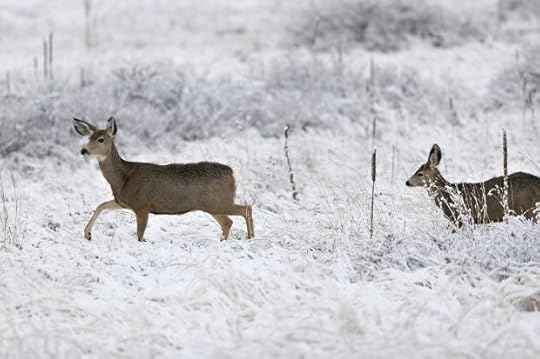 Deer Winter