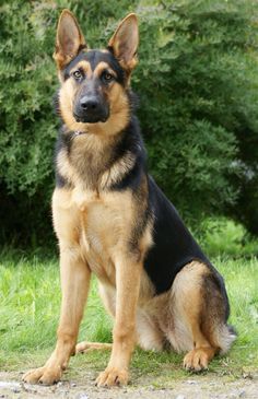 german shepherd