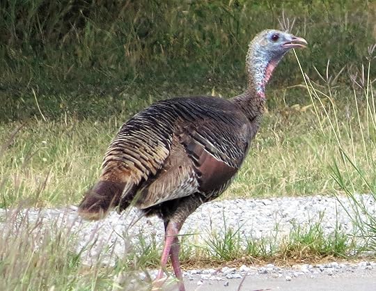 Image may contain: outdoor