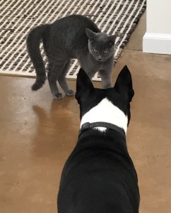 arts in crisis, the importance of arts in crisis, Santa Rosa fires, children, dancing, singing, drawing, coloring, Mad Libs