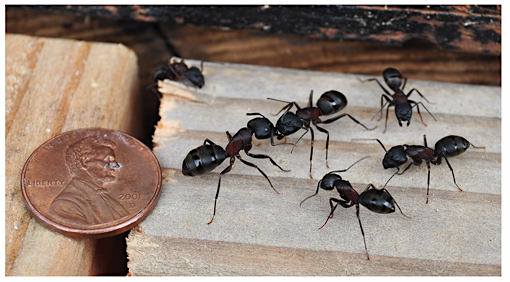 Carpenter ants