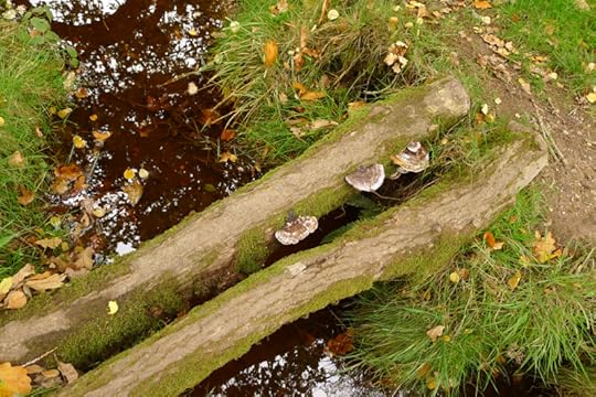 Fungi on the foot bridge