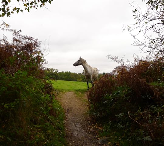 Ponies on the path 1
