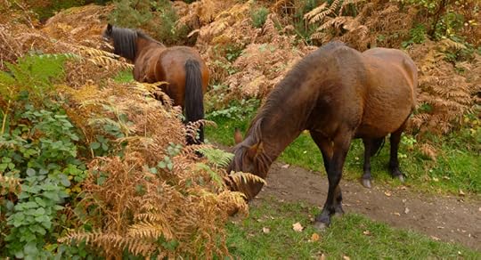 Ponies on the path 9