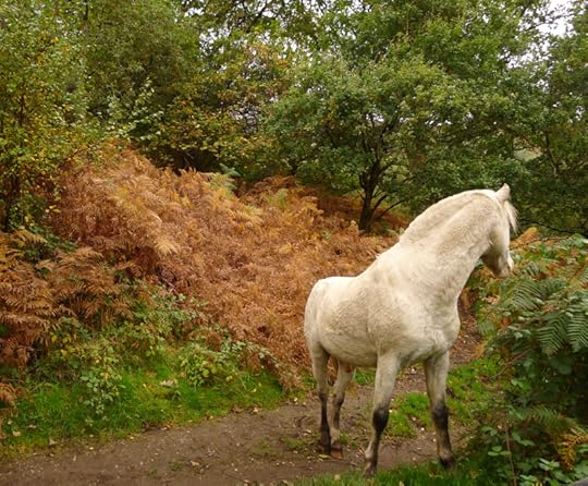 Ponies on the path 10