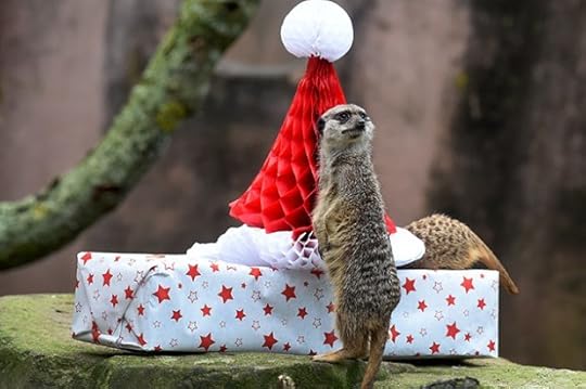 GERMANY-CHRISTMAS-MEERKAT