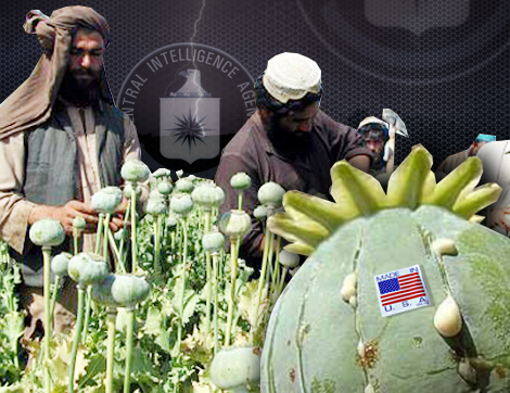 Afghan poppy farmers extract raw opium from poppy heads in fields in Zhera disrict west of Kandahar