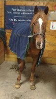 Horse giving camera inquisitive & hopeful look.