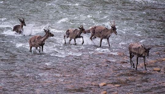 ANWR oil and gas caribou trump