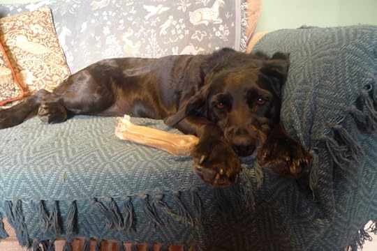 The Dog Who Hates Storms