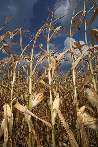 Many Africans rely on maize but it is threatened by a rapidly spreading pest