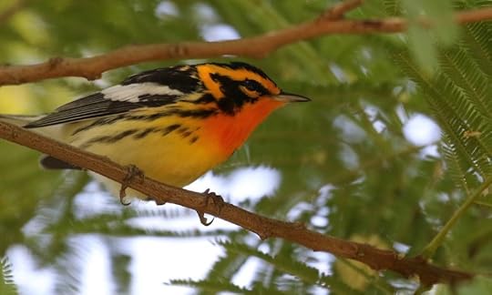 Bird warbler South Padre Island Texas