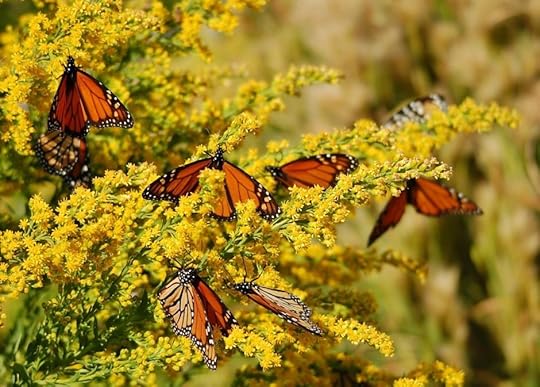 Javier Gonzalez for the South Padre Island Birding and Nature Center for 8.1