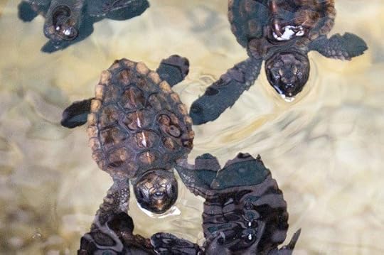 Turtle Release