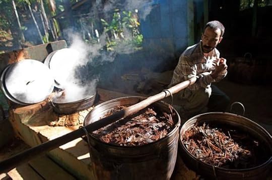 Brazil Ayahuasca Photo Gallery