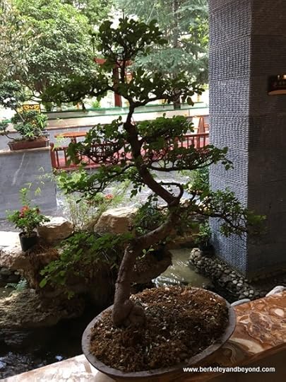 bonsai at Howard Johnson Tianyuan Resort Jiuzhaigou in Zhangzha Town, Sichuan Province, China