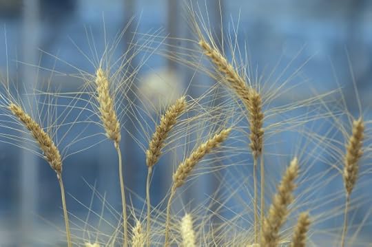 Gluten Free Wheat