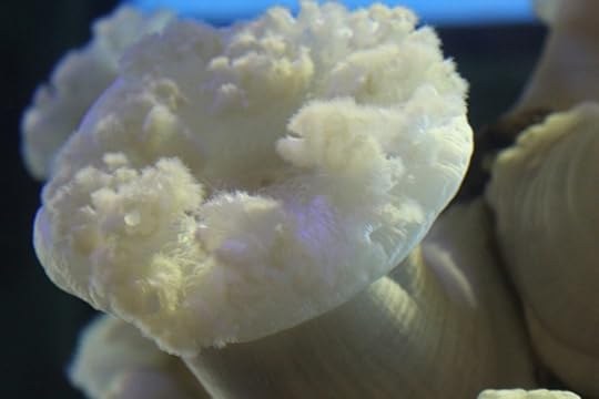 underwater flower creature