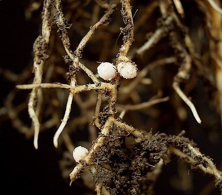 Root nodules on a broad bean (Wikipedia)
