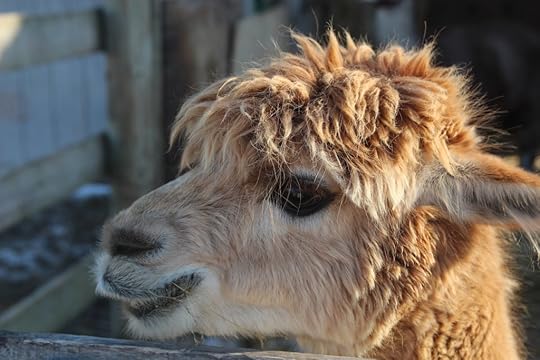 smiling alpaca
