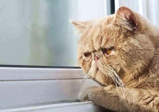 Image result for autistic cats