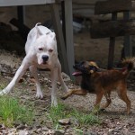 Dogs playing