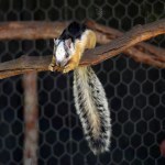 squirrel with striking markings