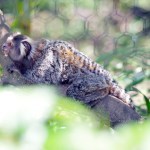 Looks like a monkey? Not sure.