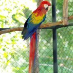 Fabulously colored Macaw