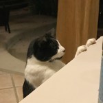 black and white cat with paws on table