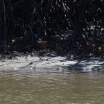 Blue heron and another bird