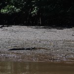 small croc sunning himself