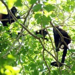Monkey in a tree seen from an awkward position