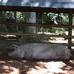 Giant pig lazing in the shade