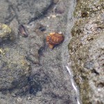 Hermit crab in a pretty shell