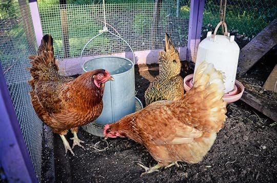 Hilary Dahl_Chickens_Encyclopedia Botanica Podcast.jpg