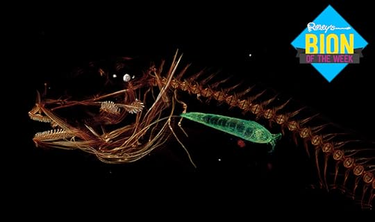 deepest fish